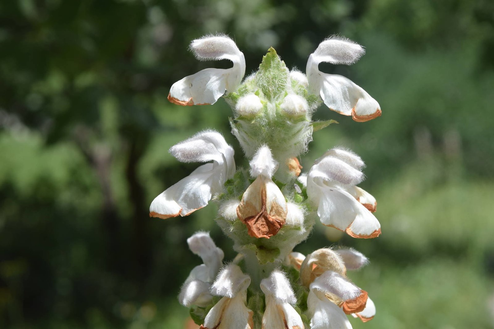 Eremostachys laevigata Bunge